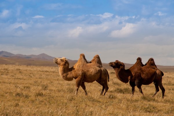 Mongolei 2012 - September